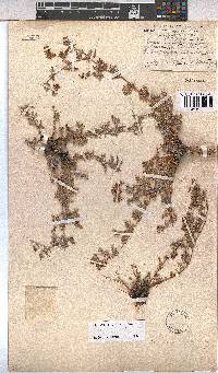 Hermannia abrotanoides image