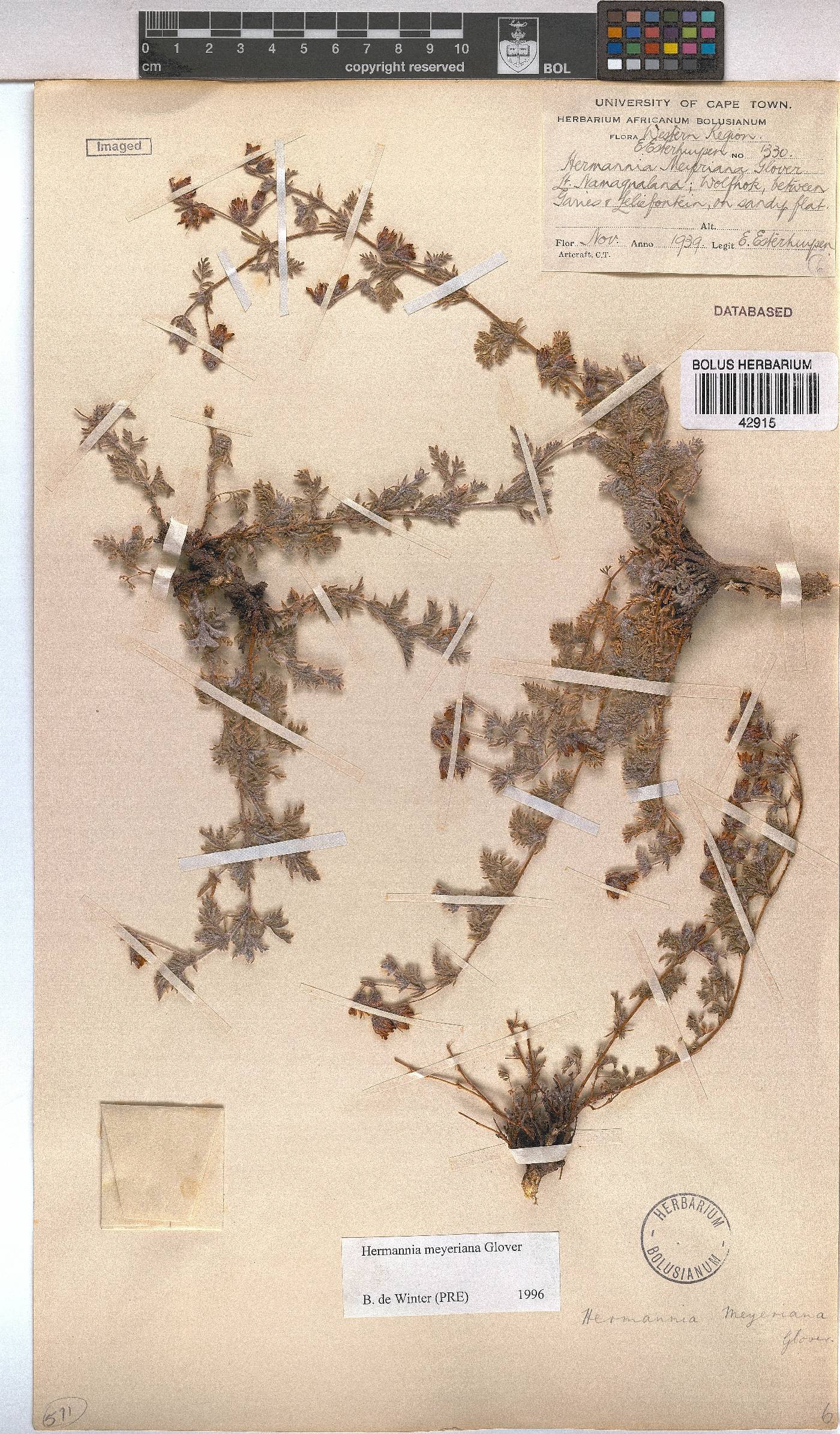 Hermannia abrotanoides image