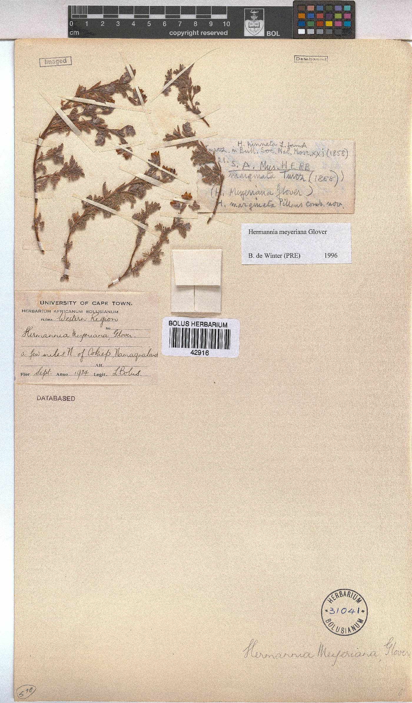Hermannia abrotanoides image