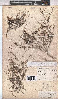 Hermannia muricata image