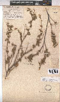 Hermannia rigida image