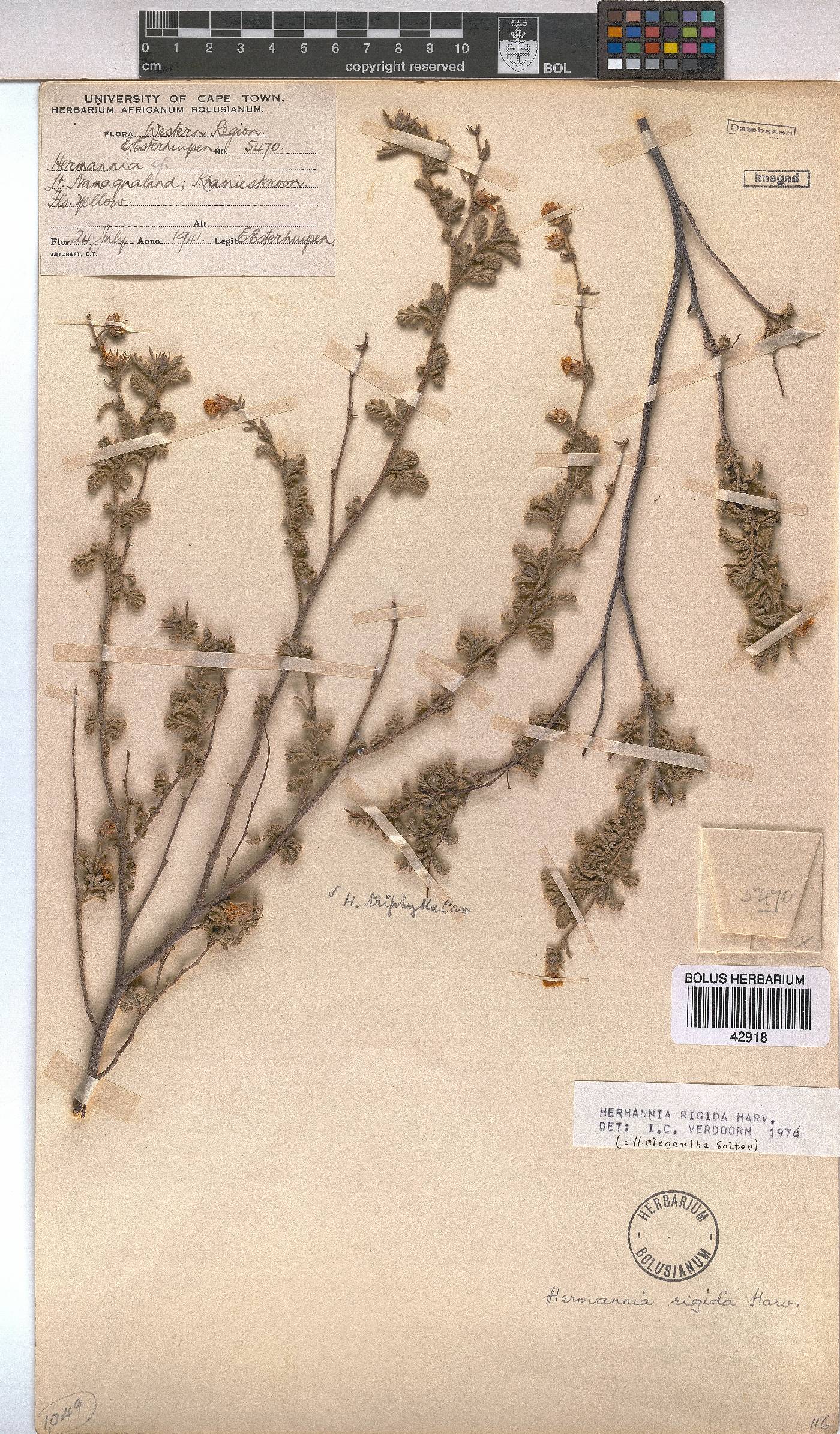 Hermannia rigida image