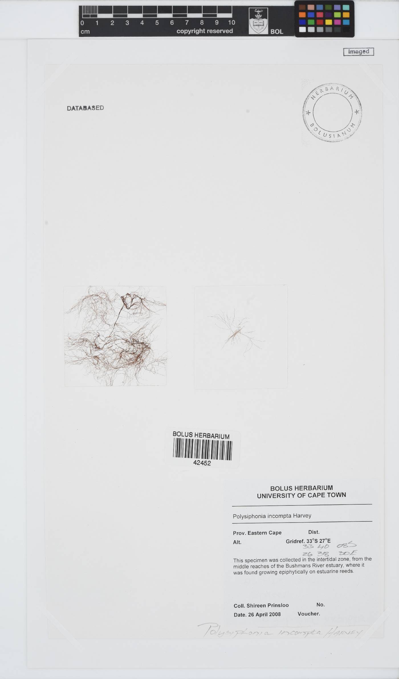 Melanothamnus incomptus image