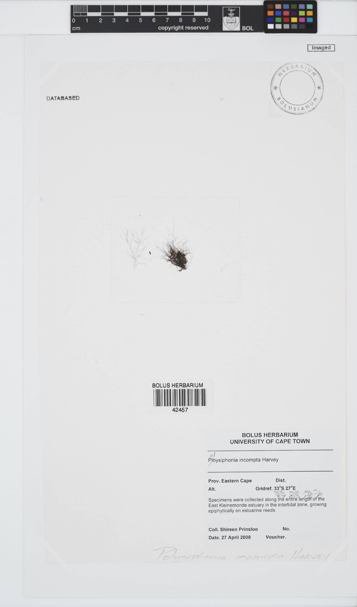 Melanothamnus incomptus image
