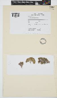Corallina officinalis image