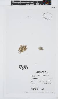 Jania rosea image