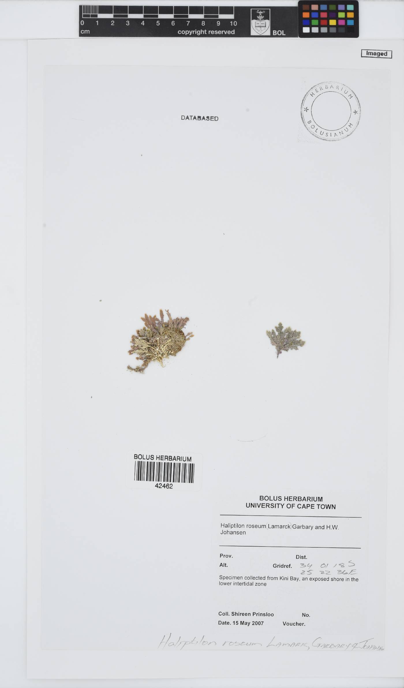 Jania rosea image