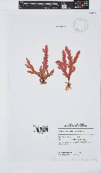 Plocamium corallorhiza image
