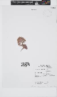 Jania intermedia image