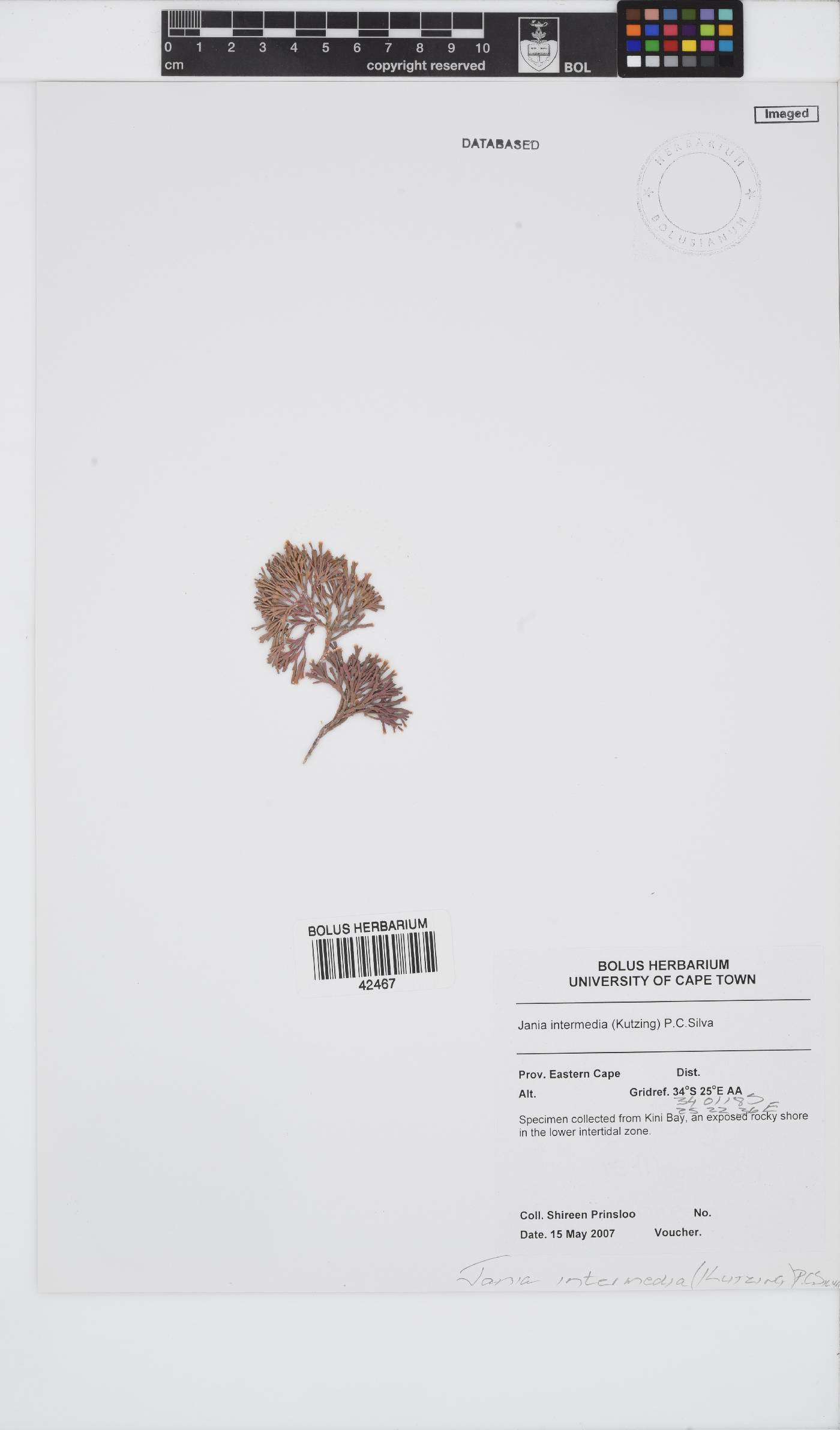 Jania intermedia image