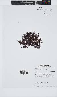 Gelidium pristoides image