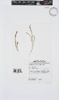 Ectocarpus siliculosus image