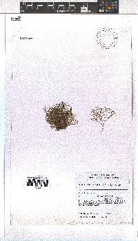 Image of Dictyota dichotoma