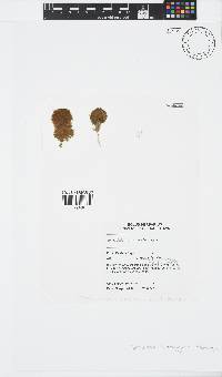 Image of Sphacelaria brachygonia