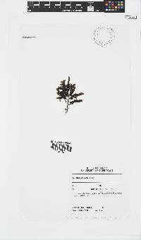 Image of Sargassum elegans