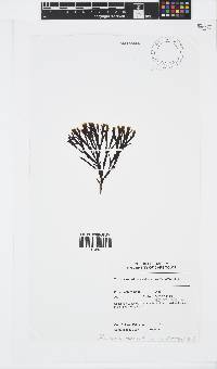 Zonaria subarticulata image