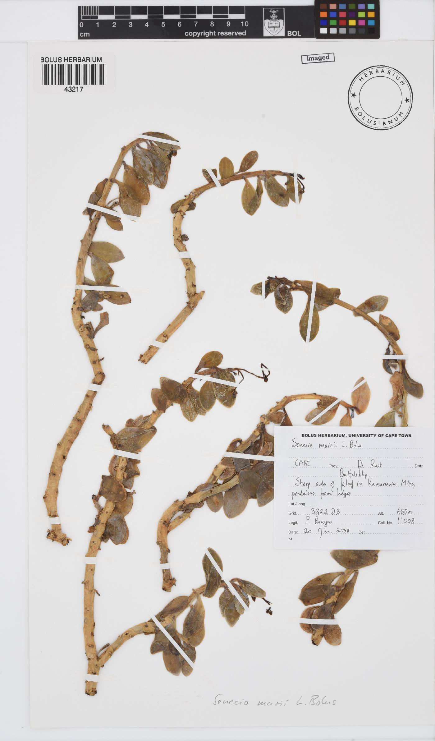 Senecio muirii image