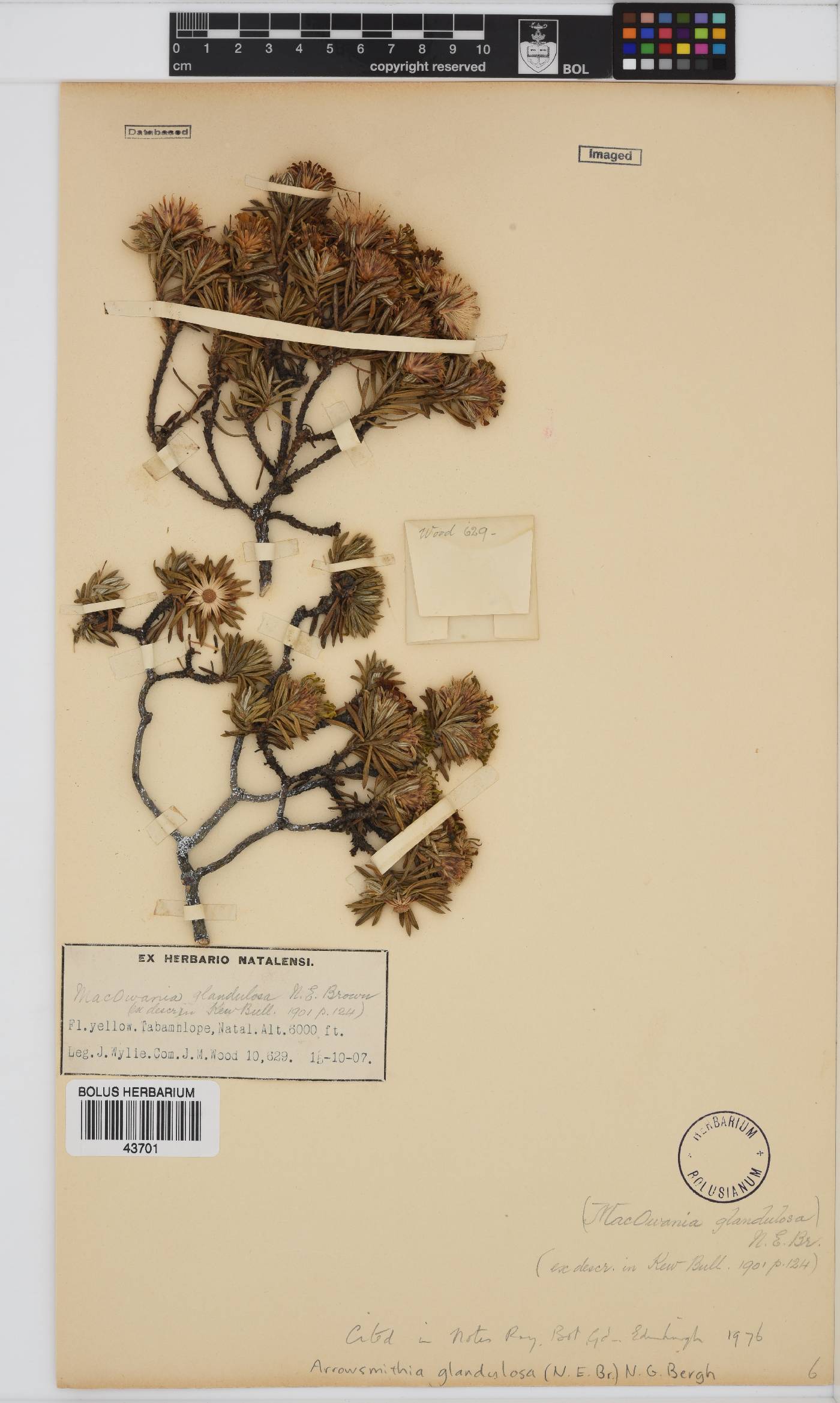 Arrowsmithia glandulosa image