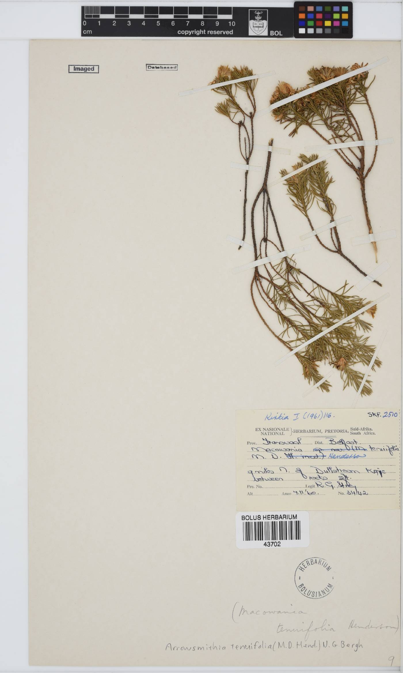 Arrowsmithia tenuifolia image