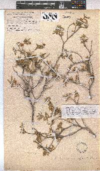 Hermannia affinis image