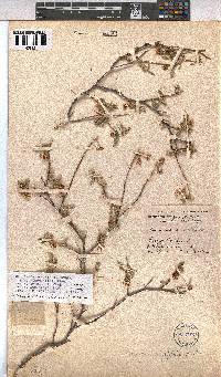 Hermannia affinis image