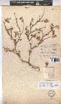 Hermannia affinis image