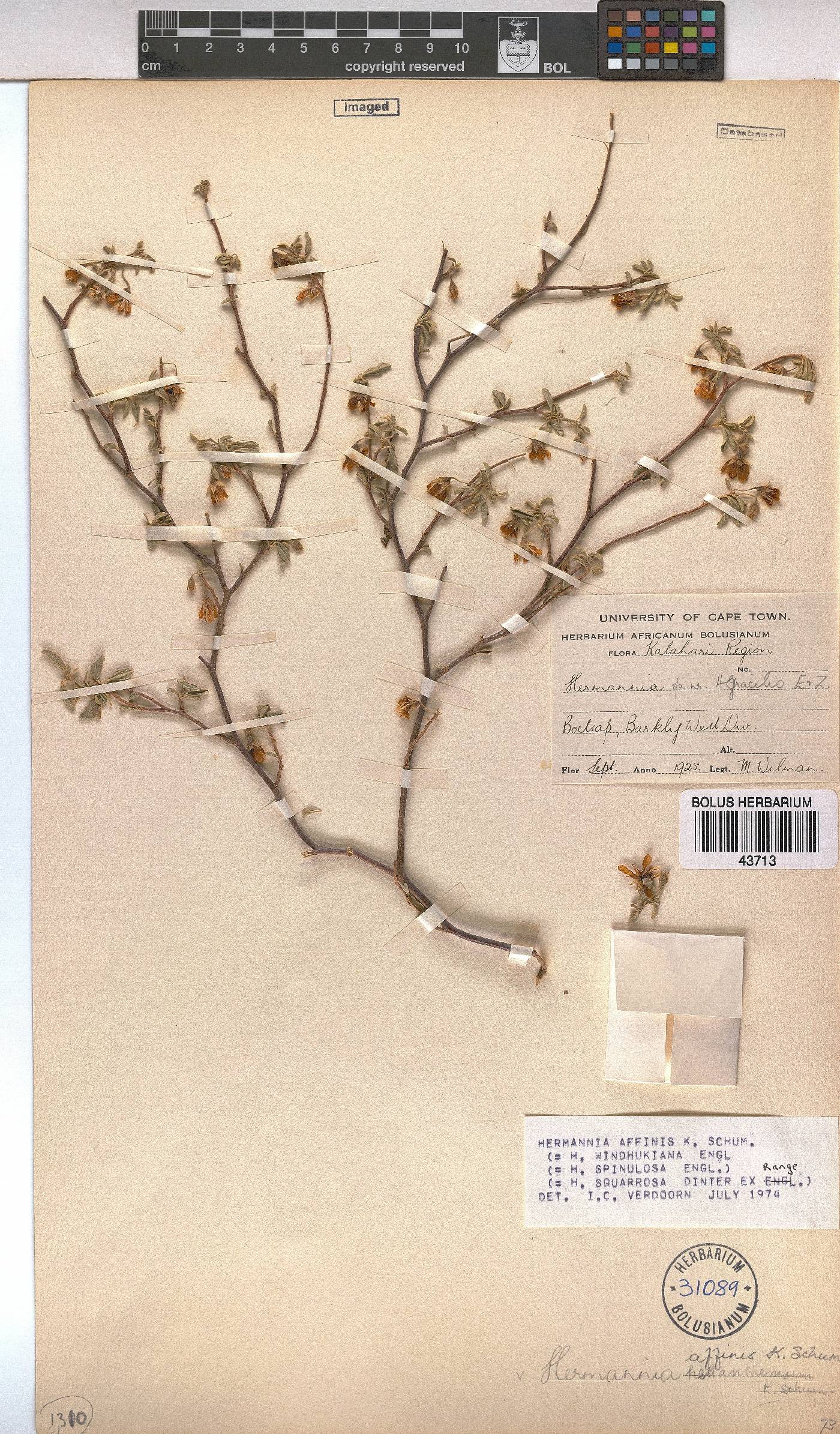 Hermannia affinis image