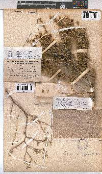 Hermannia affinis image