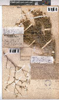 Hermannia affinis image