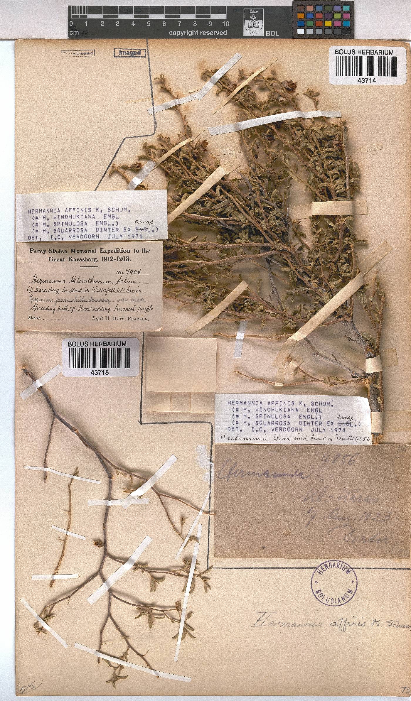 Hermannia affinis image