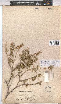 Hermannia affinis image