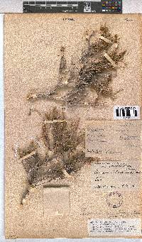 Hermannia affinis image