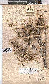 Hermannia affinis image