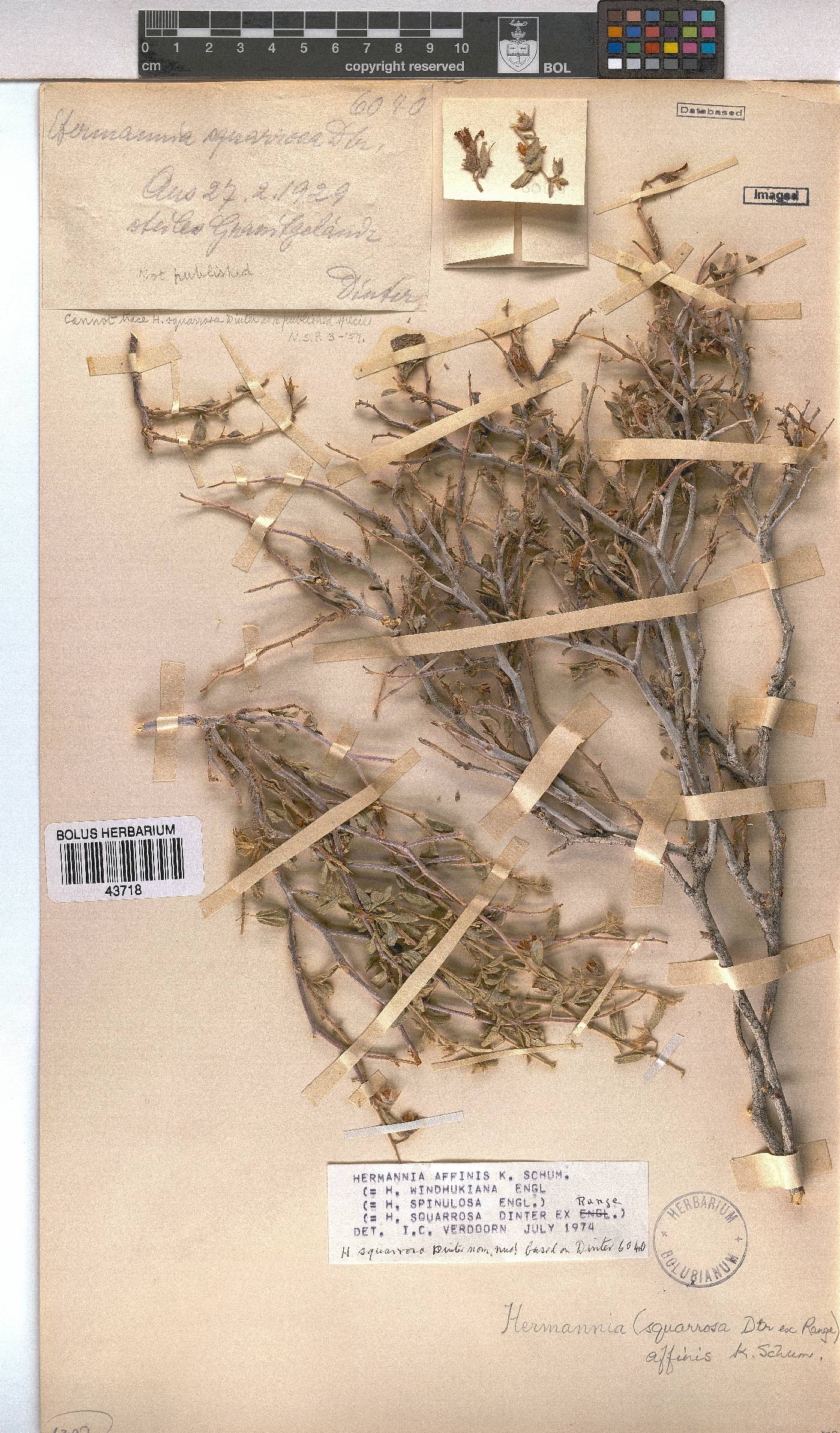 Hermannia affinis image
