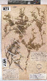 Hermannia affinis image