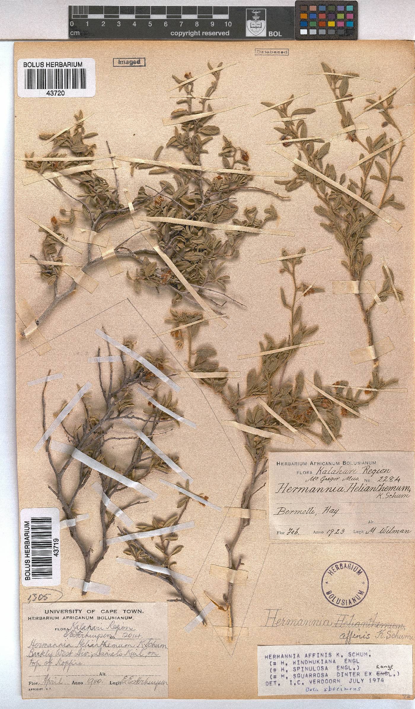 Hermannia affinis image