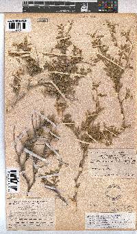 Hermannia affinis image