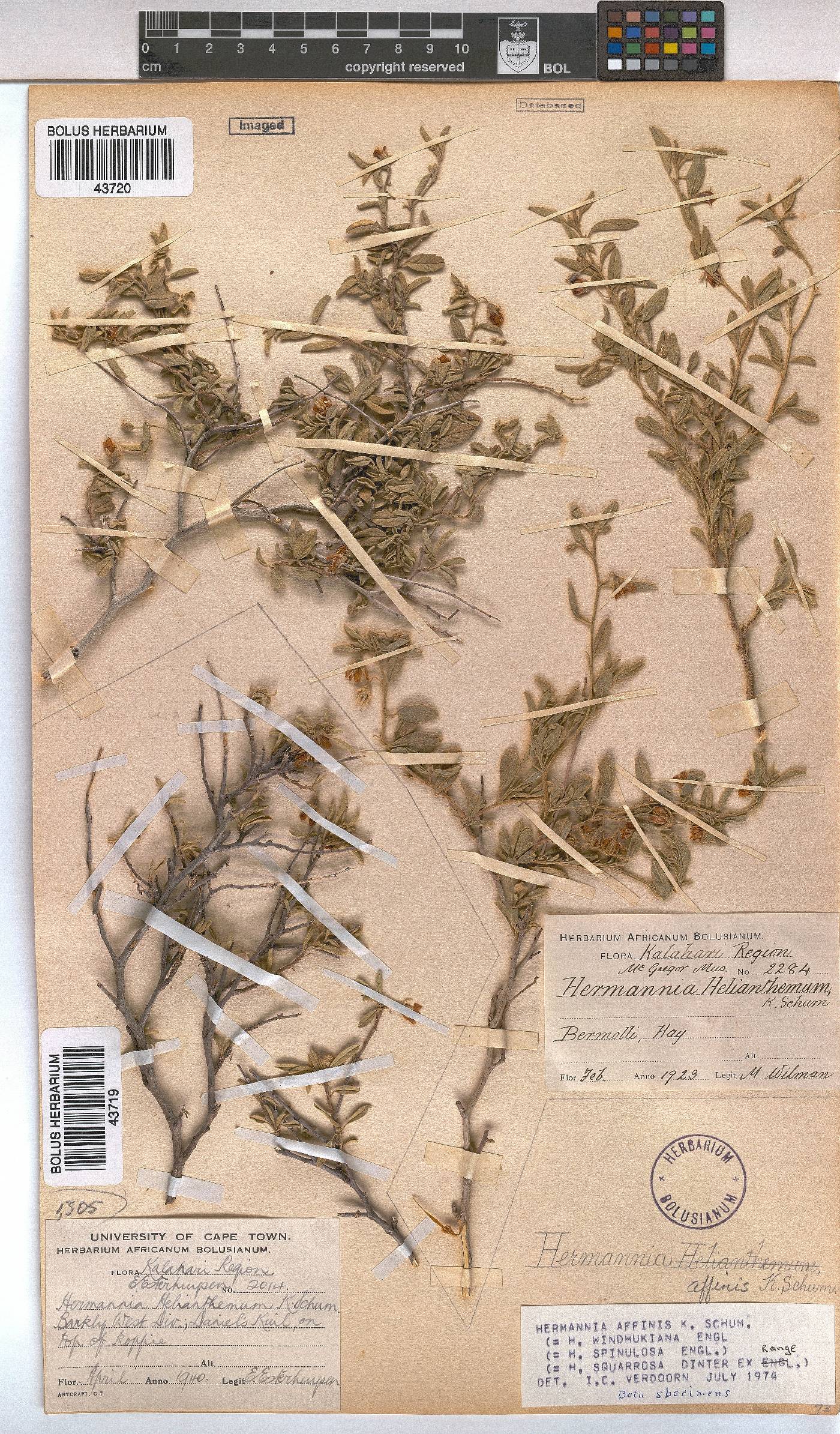 Hermannia affinis image