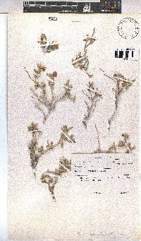 Hermannia affinis image