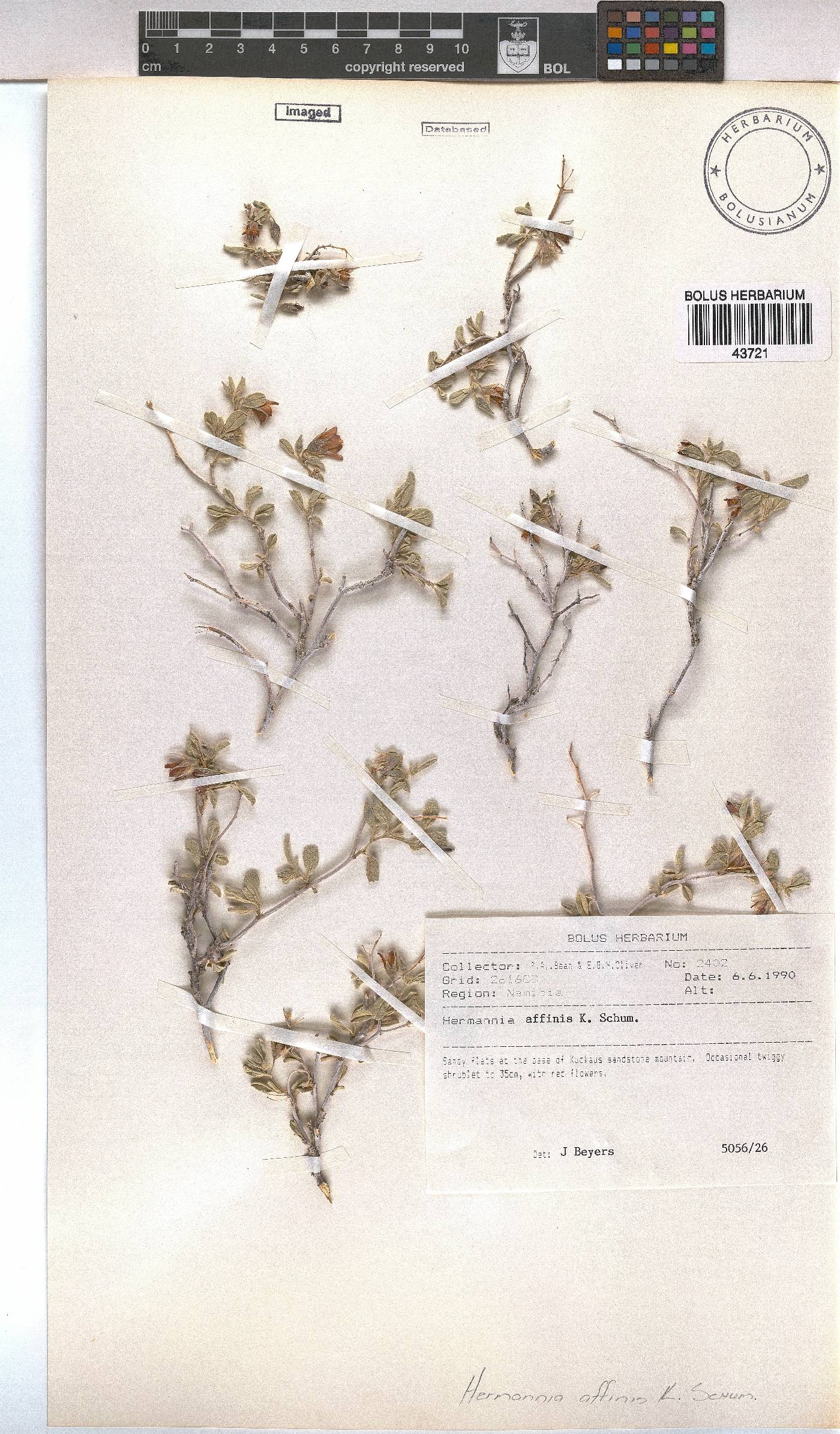 Hermannia affinis image