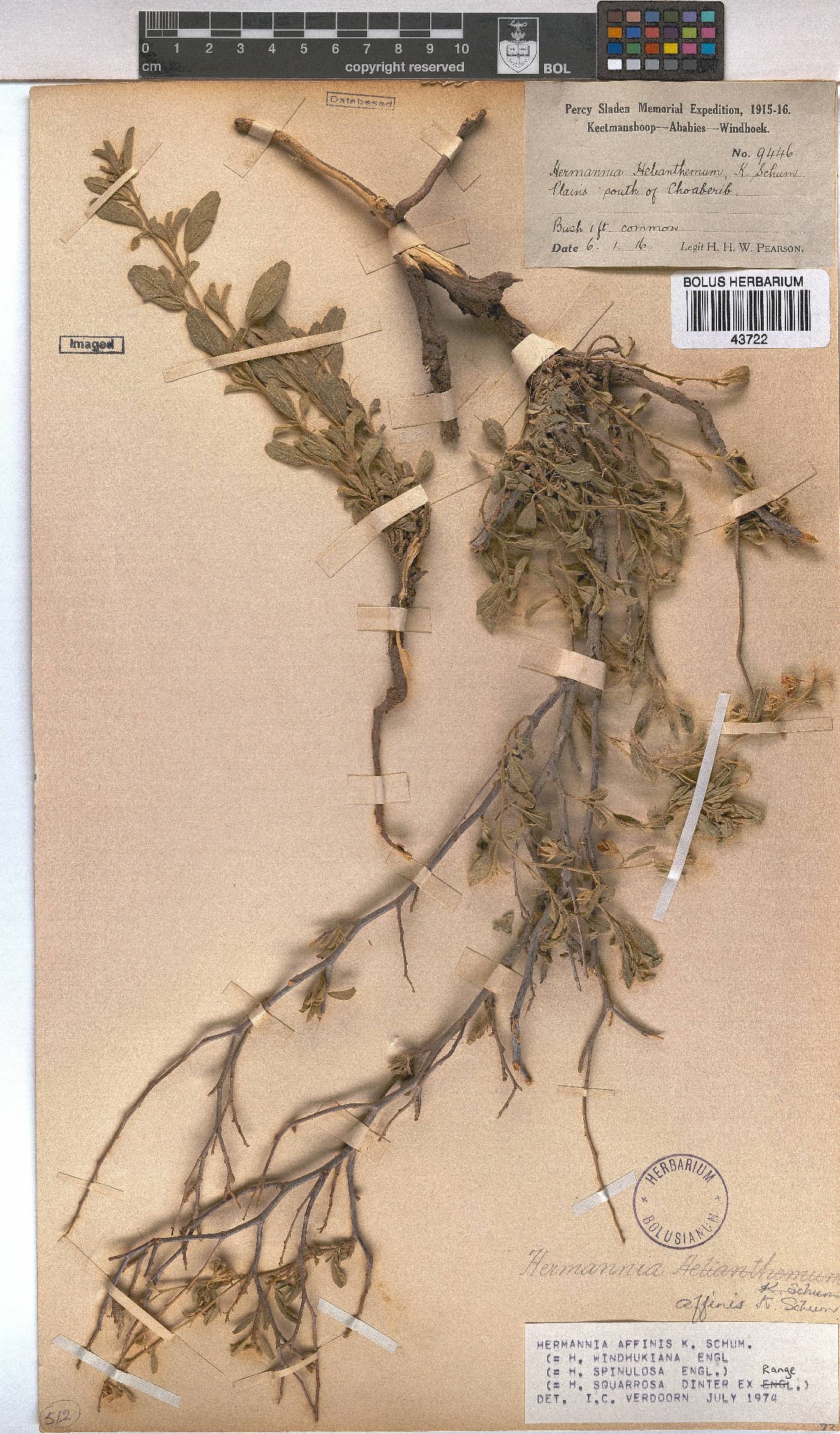 Hermannia affinis image