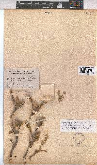 Hermannia affinis image