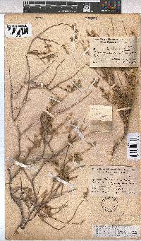 Hermannia affinis image