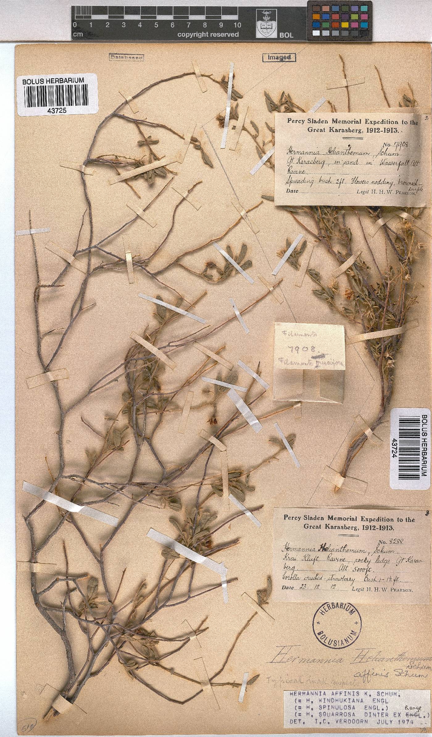 Hermannia affinis image