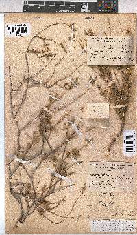 Hermannia affinis image