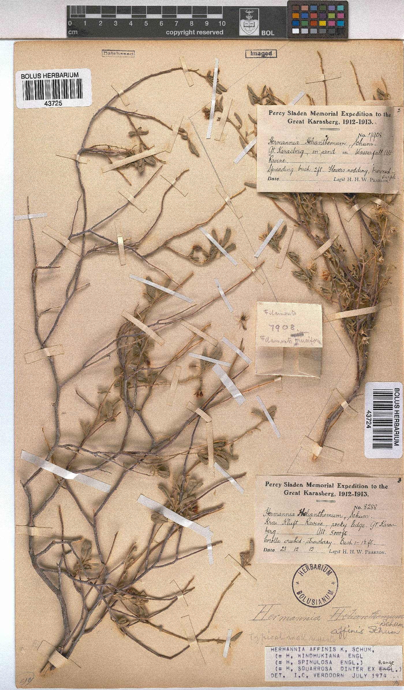 Hermannia affinis image