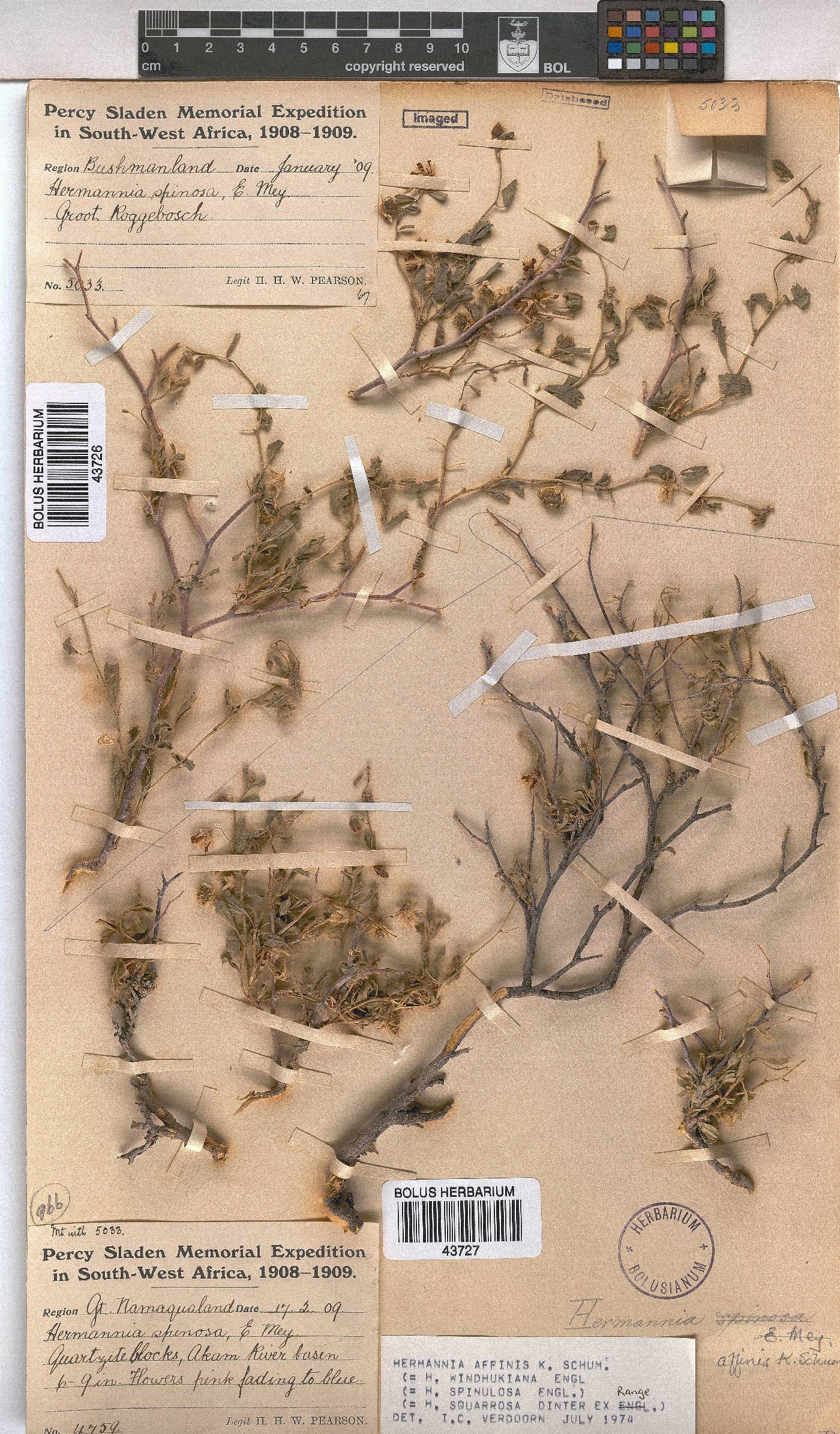 Hermannia affinis image