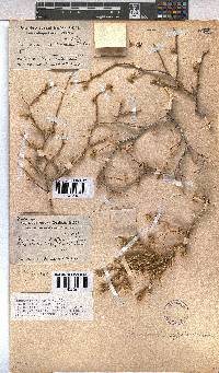 Hermannia affinis image