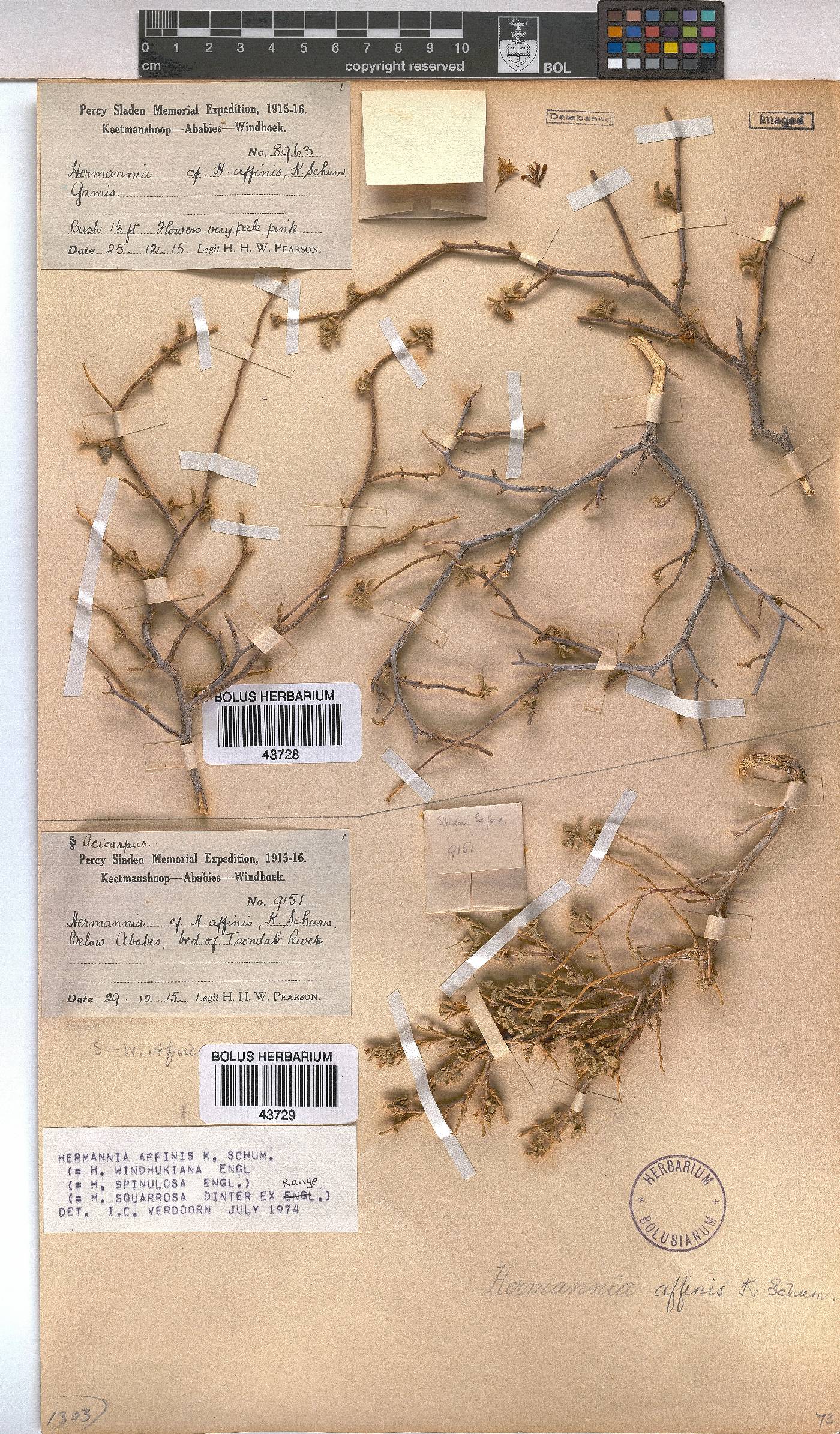 Hermannia affinis image
