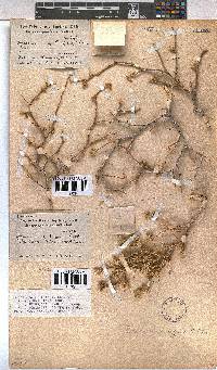 Hermannia affinis image